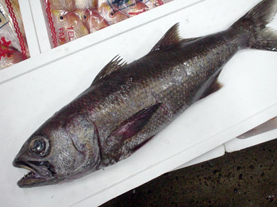 魚の栄養と魚料理 むつ