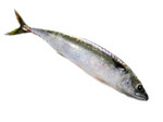 saba.jpg