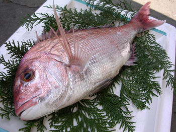魚の栄養と魚料理 鯛 たい